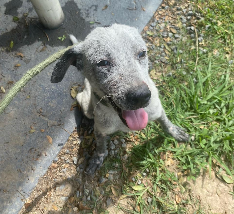 Foto de Almofadinha, cão disponível para adoção