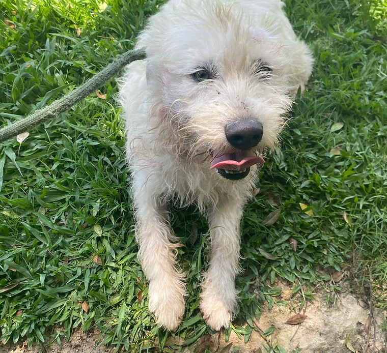 Foto de Barnabé, cão disponível para adoção