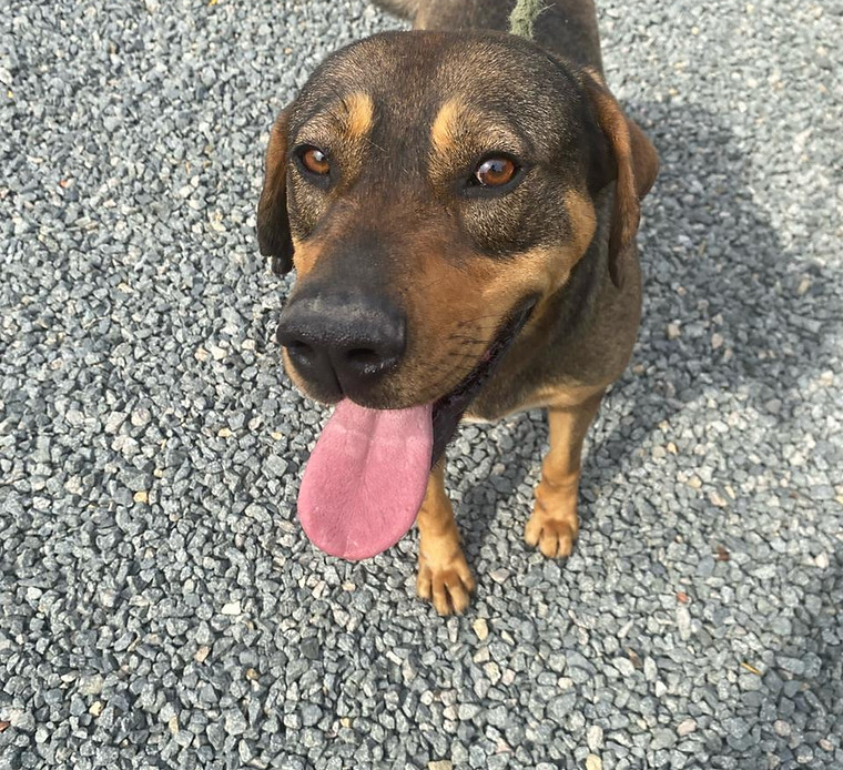 Foto de Bruno, cão disponível para adoção