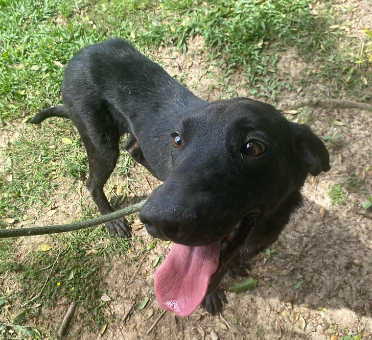Foto de Café, cão disponível para adoção