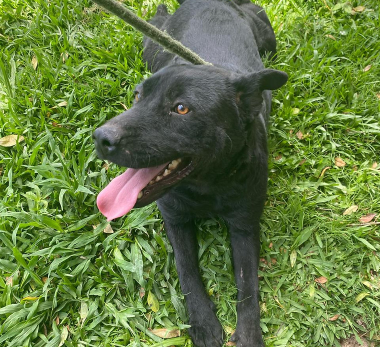 Foto de Fênix, cão disponível para adoção